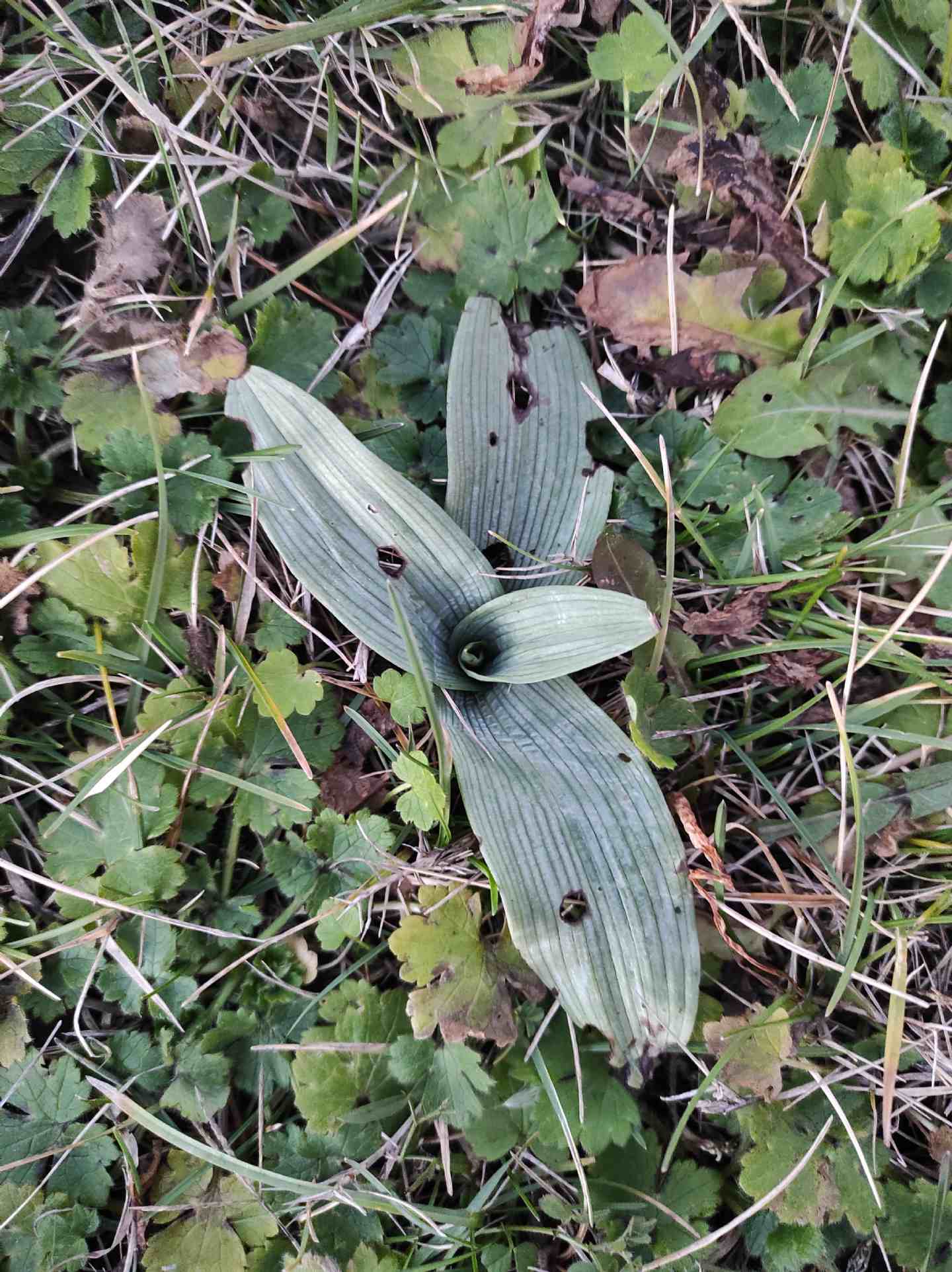 Identificazione rosette basali